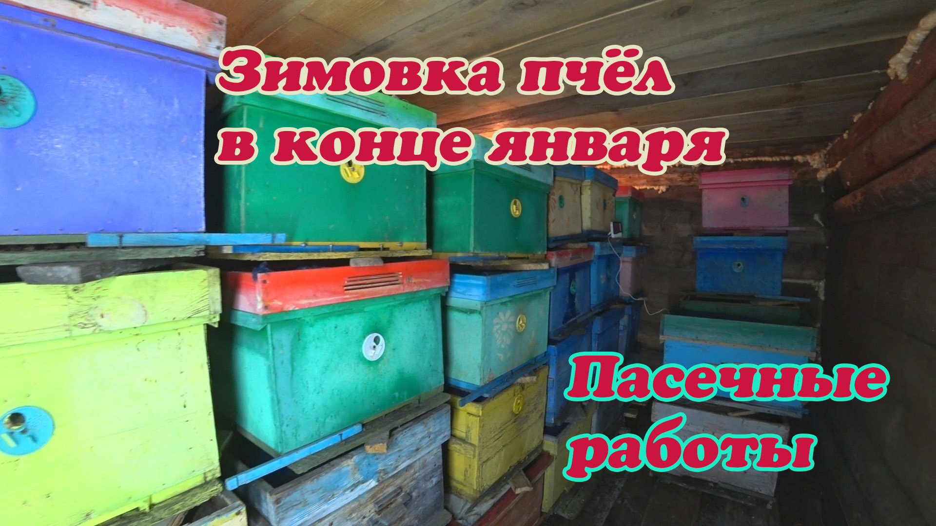 БЕЗДОМНАЯ СОБАКА НАЙДА, ЗИМОВКА ПЧЁЛ, РЕМОНТ КРЫШЕК И РАМОК С ПОКРАСКОЙ РУЧЕК. смотреть онлайн