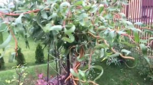 Ивы в саду..в октябре. Обзор. Ива Матсудана, ива Хакуро Нишики, ива козья pendula, ива Нана. Стрижк