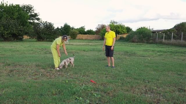 Самая ДОРОГАЯ собака! Американский Булли XXL - теперь в России! Щенок из Франции! Bossy Kennels смотреть онлайн