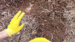 Как правильно посадить саженец весной, фундук. Хранение саженцев с осени до весны