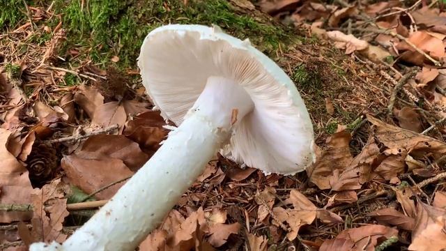 Fransiger Wulstling, Behangener Wulstling, Einsiedlerwulstling, Amanita strobiliformis смотреть онлайн