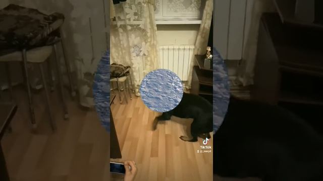 Ротвейлер. Ожидание/Реальность. Как видят мою собаку смотреть онлайн