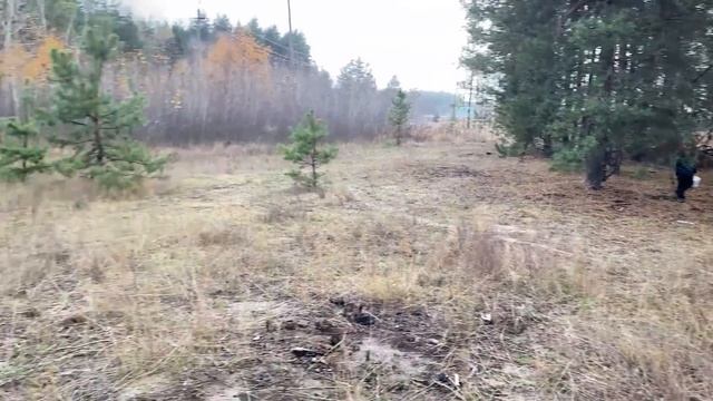 За грибами в Щурово ноябрь 2020/Света потерялась/Непонятные круги в лесу/Серебряная свадьба в лесу/ смотреть онлайн