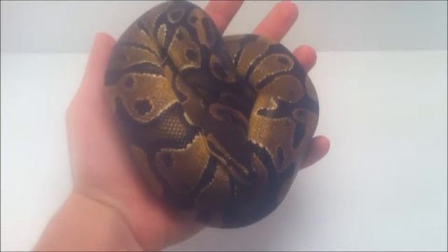 Ball Python Collection Update August 2015 смотреть онлайн
