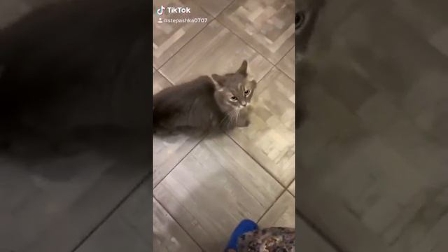 Степашка самый добрый котик