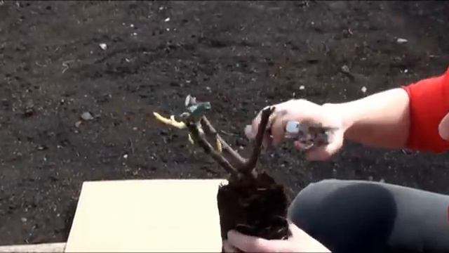 Посадка роз Кордес смотреть онлайн