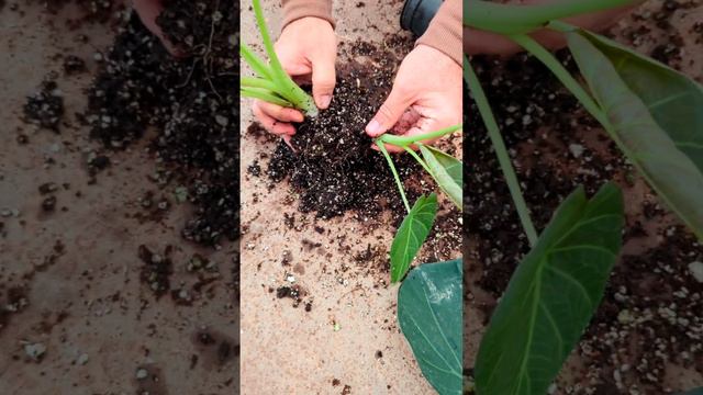 Alocasia regal Shield in greenhouse #alocasia смотреть онлайн