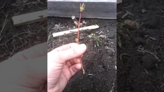 Весеннее черенкование жимолости смотреть онлайн