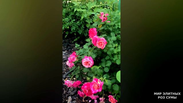 Ностальгия по летним краскам. Мой сад 8.08.21 года. Summer paint nostalgia. My garden August 8,2021 смотреть онлайн