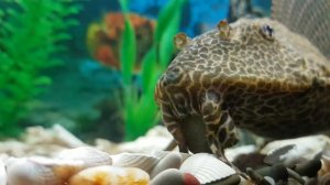 Кормление аквариумного сома