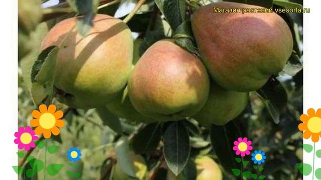 Груша обыкновенная Бере русская. Краткий обзор, описание характеристик Pyrus Communis Bere Russkaia
