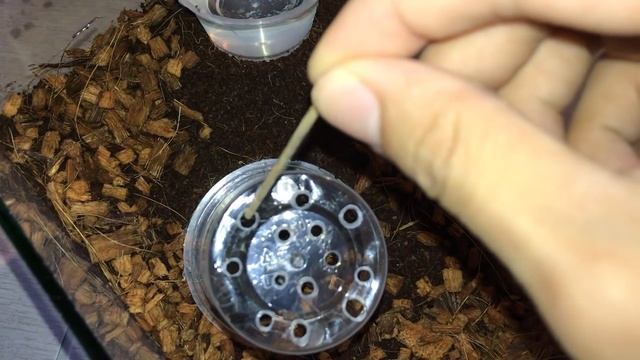 Selenocosmia javanensis (Java Yellow Knee) Tarantula REHOUSE !!! смотреть онлайн