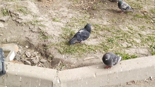 Простая и функциональная поилка для голубей во дворе❤️ смотреть онлайн