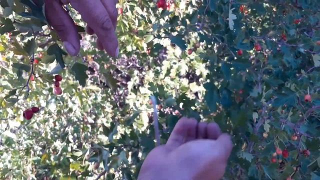 Боярышник полезные свойства и противопоказания, сборы, рецепты смотреть онлайн