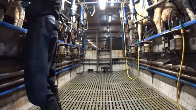Работа в Швеции на ферме: Процесс доения коров часть 2 Швеция (Скандинавия) смотреть онлайн