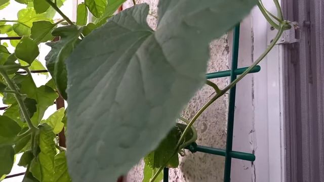 Что обязательно нужно посадить на балконе. Советы огородника от Машеньки