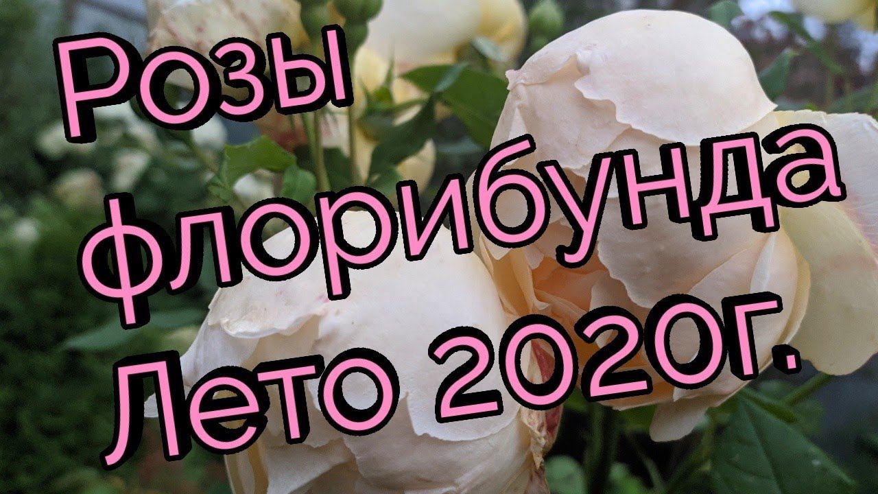 Розы флорибунда.Часть №2. Лето 2020г. смотреть онлайн
