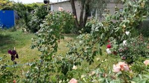 ЖУКИ ЖРУТ ПИОНЫ.ТОЛЬКО ЛОВИТЬ,БРЫЗГАТЬ БЕСПОЛЕЗНО