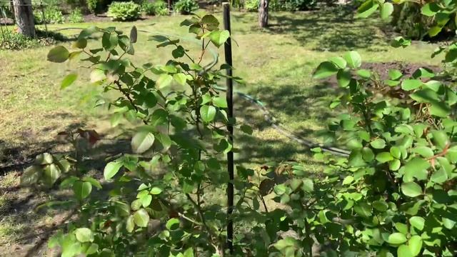 Мой сад 16 мая 2021г смотреть онлайн