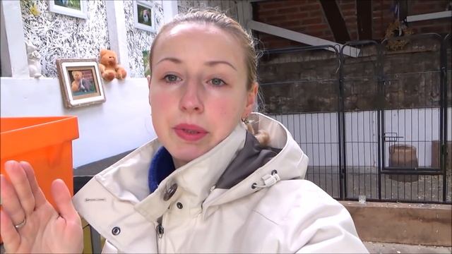 Крольчата - удалось оживить. Декоративные кролики кролиководство. Карликовый вислоухий кролик баран смотреть онлайн