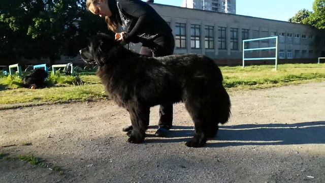 Шабо Кара Дениз 1 смотреть онлайн
