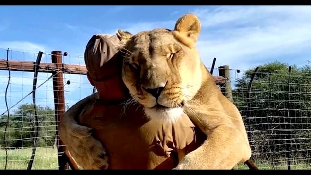 Такая дружба человека и огромной львицы, приводит к удивлению и настороженности! смотреть онлайн