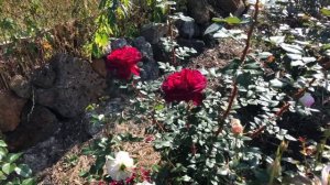 Роза Тесс Оф Зе Дербервилз   Tess of the d'Urbervilles #Роза_Тесс_Оф_Зе_Дербервилз