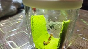 Европейская чёрная вдова. Спаривание