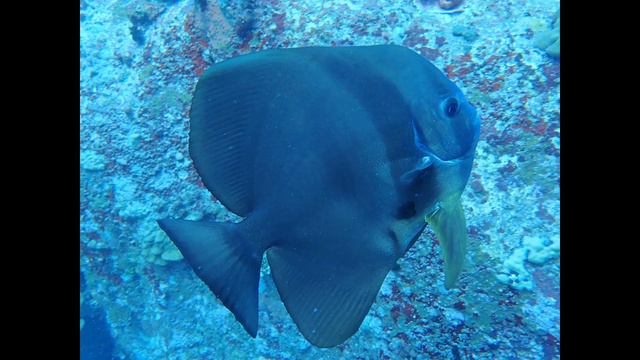 Seychelles Photos (not edited) смотреть онлайн