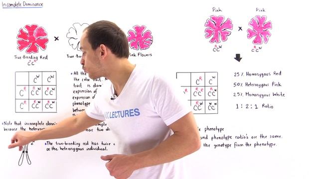 Incomplete Dominance смотреть онлайн