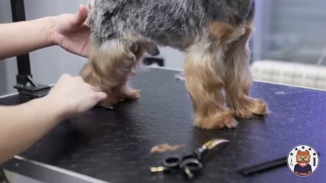 ОФОРМЛЕНИЕ ЛАП ЙОРКШИРСКОГО ТЕРЬЕРА | Груминг Йорка | Академия Блэкгрумер.рф смотреть онлайн