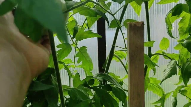 Коллекционные сорта.Томаты КАS 21 и Розовый мед смотреть онлайн