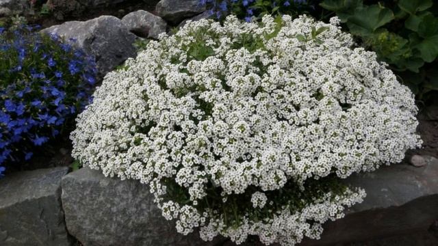 Чудесный аромат алиссума смотреть онлайн