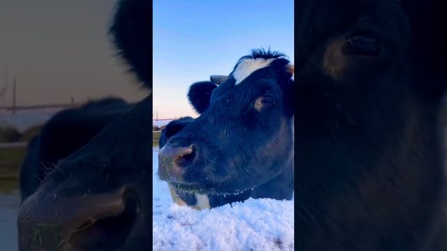 Короли Деревни ? #shorts #деревня #дача #животные #отдых смотреть онлайн