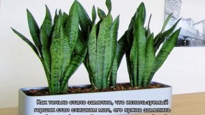 Грунт для сансевиерии (Щучий хвост) для рассаживания