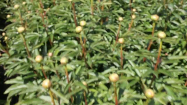 Madame Claude Tain | R2 Flowers BV | Peonies смотреть онлайн