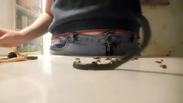 Змейка. Змея в напитке. от страха аж шорты спали.кот сошёл с ума. смотреть онлайн