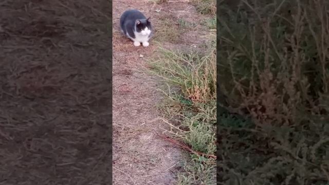 Мы думали что соседский Серый кот это наш пропавший Мурзик.10.10.23 смотреть онлайн