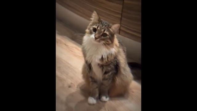 Jjk react to good y/n/Реакция Магической битвы на хороших т/и/Haruko_Neunago смотреть онлайн