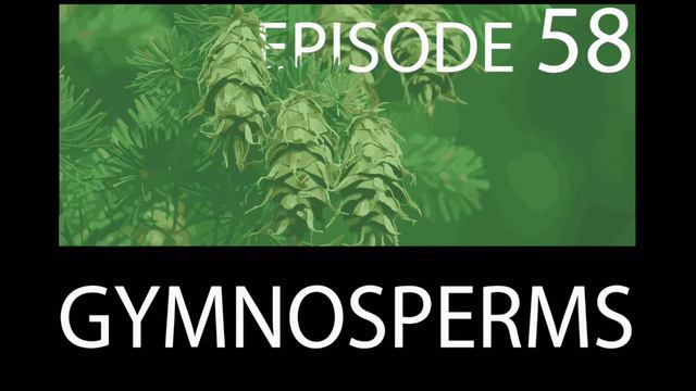 Episode 58 - Gymnosperms смотреть онлайн