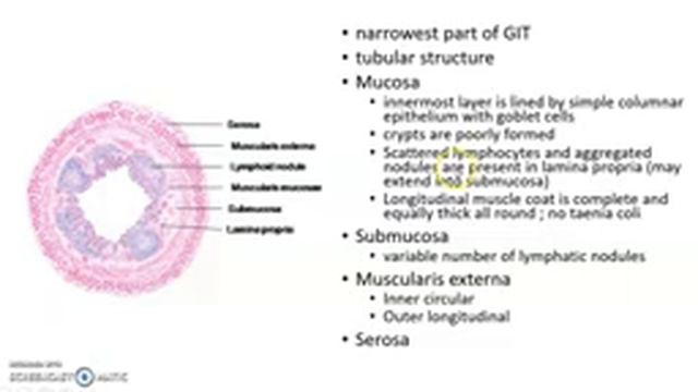 Appendix - Histology смотреть онлайн