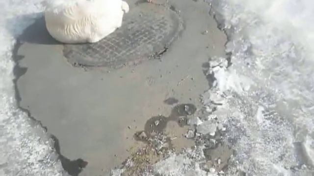 собачья уличная жизнь смотреть онлайн