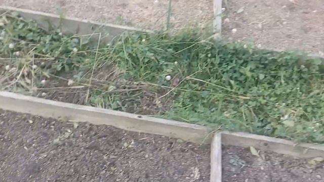 Горчица начала всходить смотреть онлайн