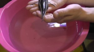 Пищащий сом платидорас