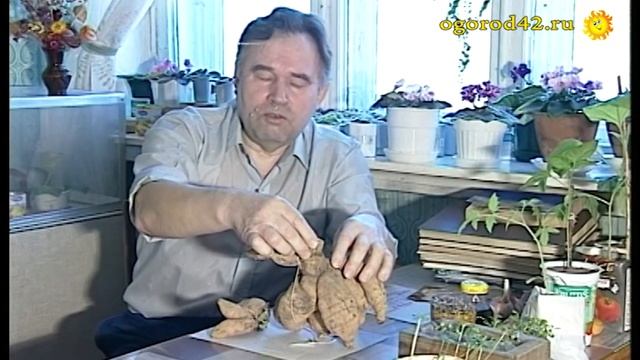 Хранение георгинов Альбертом Смирновым в глиняной болтушке смотреть онлайн