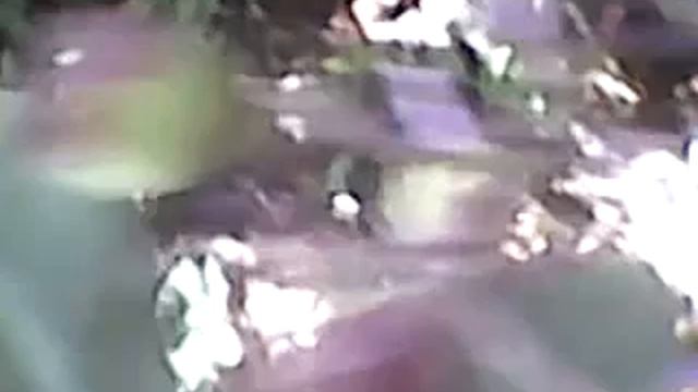 Espécie de flor do mato смотреть онлайн
