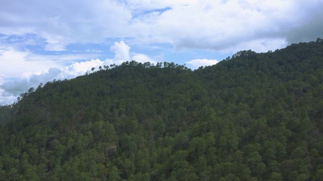 Леса в 4К смотреть онлайн