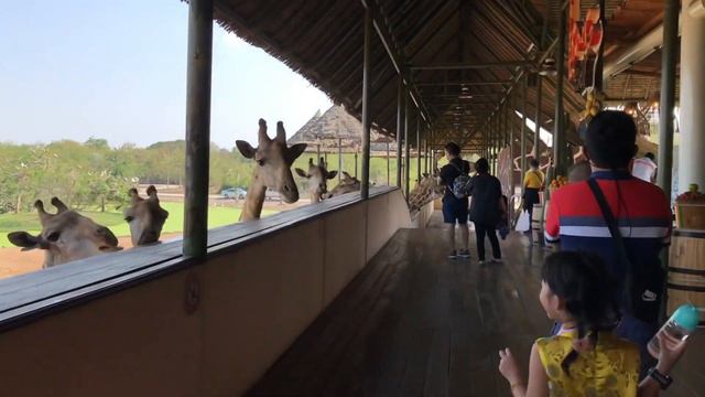Lemuria - Safari World Bangkok Zoo New Zone смотреть онлайн