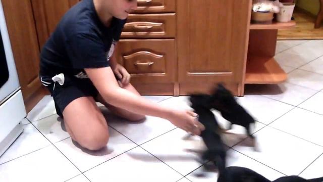 Діти Afra&Raudi смотреть онлайн