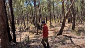 В поисках золота: Как Австралия стала центром золотой лихорадки